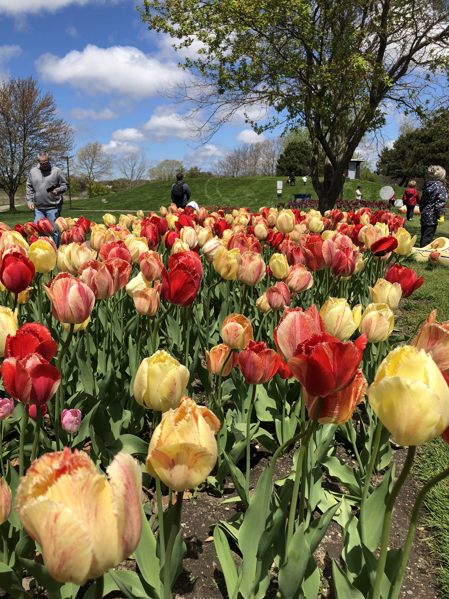 Tulip Time The Michigan Festival Blooming With Beauty Great Lakes Loving