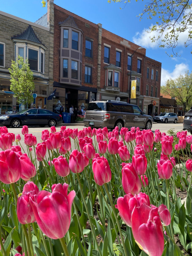 7 FREE Ways to Enjoy Holland’s Tulip Time – Great Lakes Loving