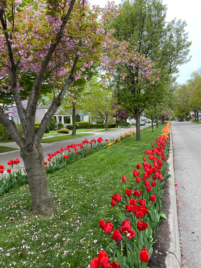 7 FREE Ways to Enjoy Holland’s Tulip Time – Great Lakes Loving